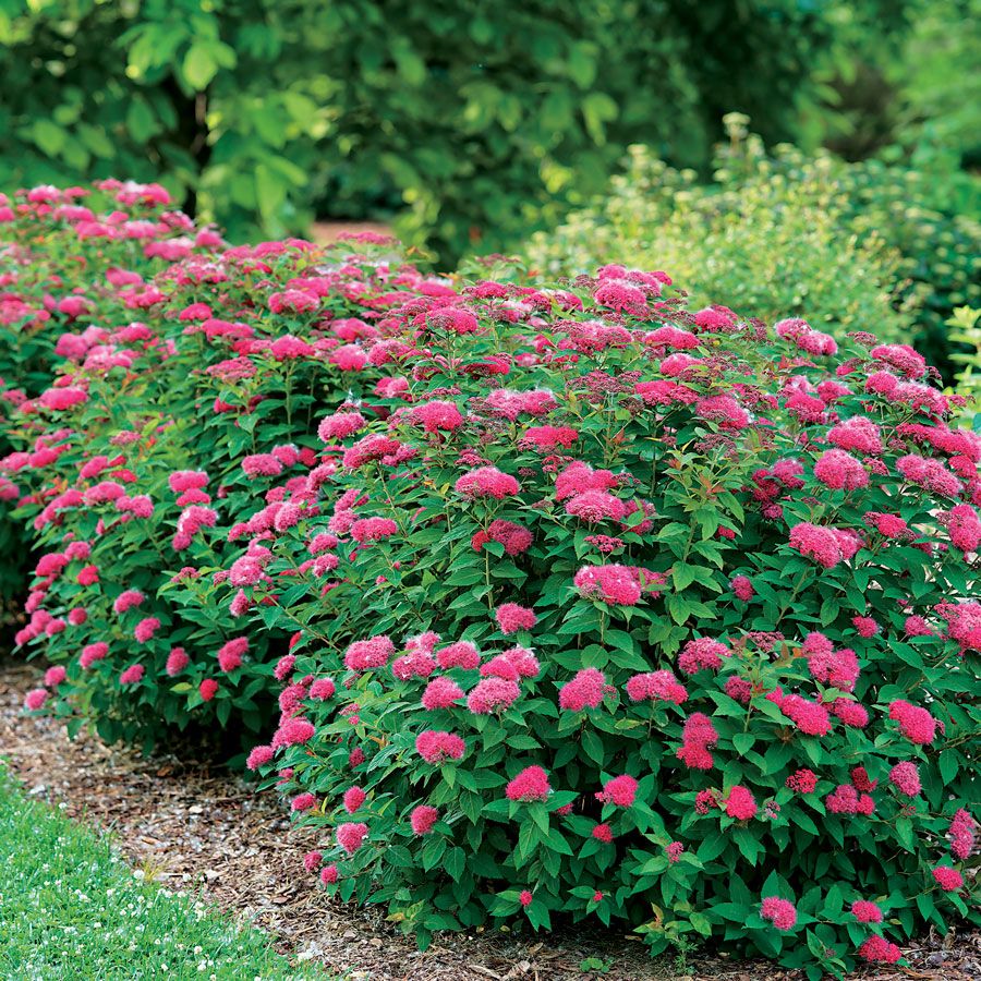 Spiraea japonica 'Double Play Doozie P.W.'