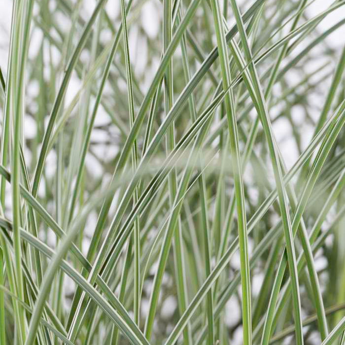 Miscanthus sinensis 'Morning Light'