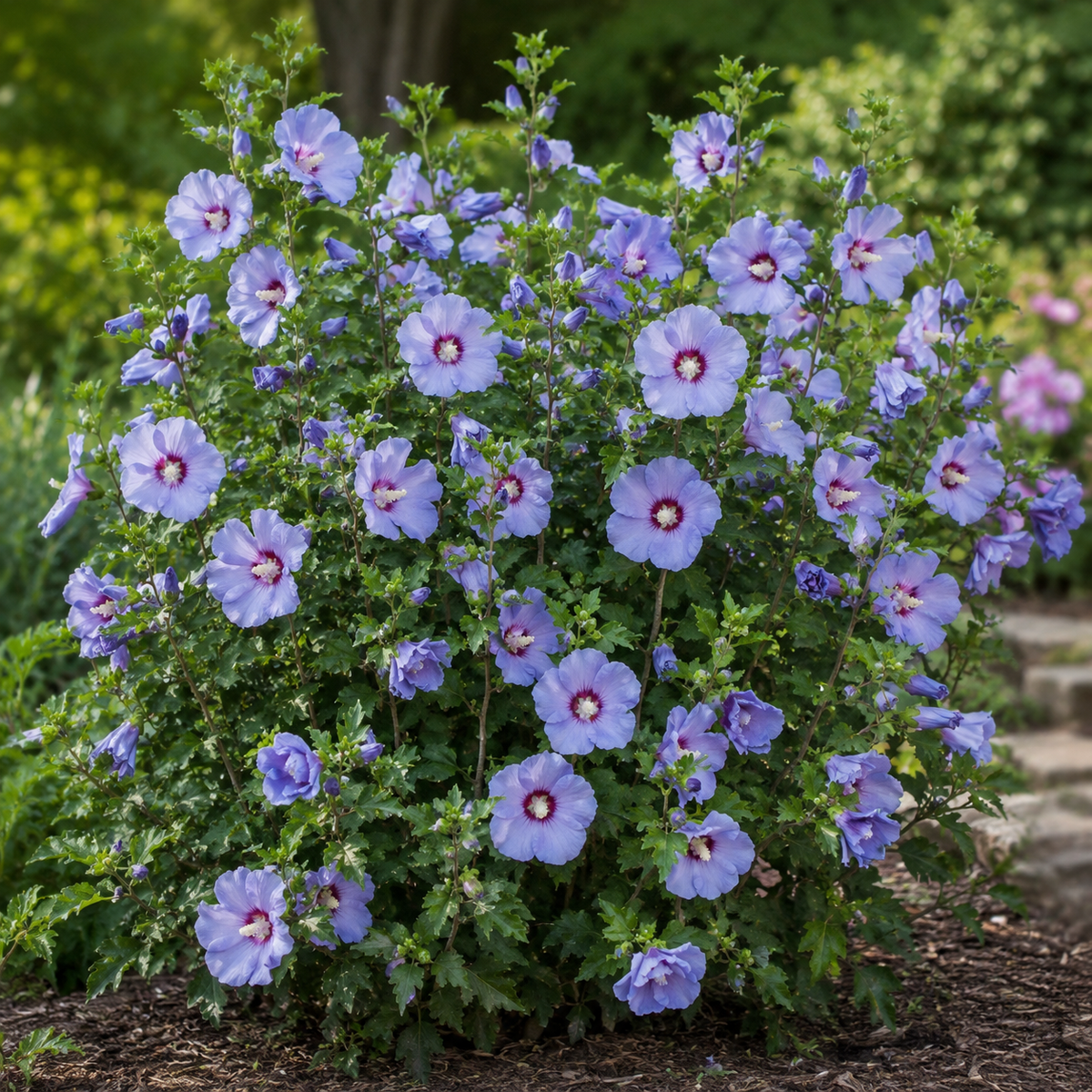 Hibiscus syriacus 'Azurri Blue Satin'