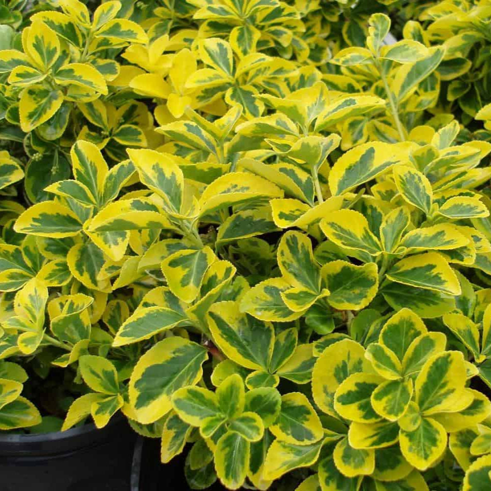 Euonymus fortunei 'Emerald Gold'
