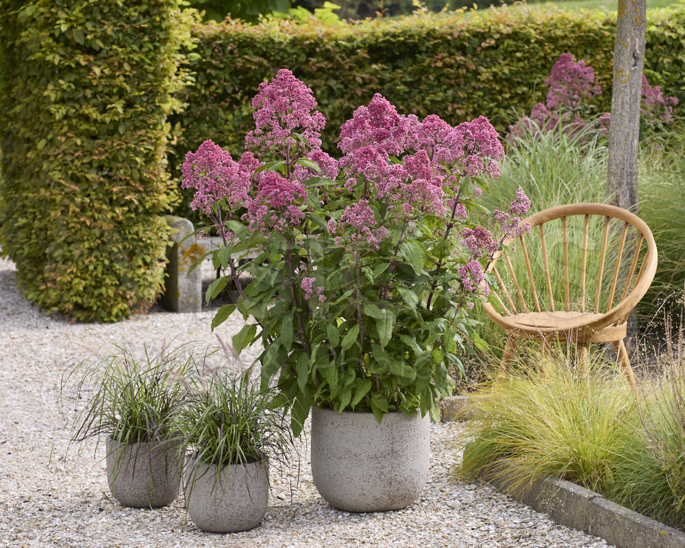Eupatorium fistulosum 'JoJo'