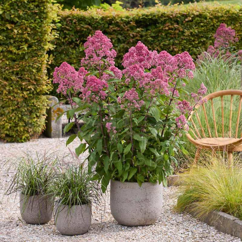 Eupatorium fistulosum 'JoJo'