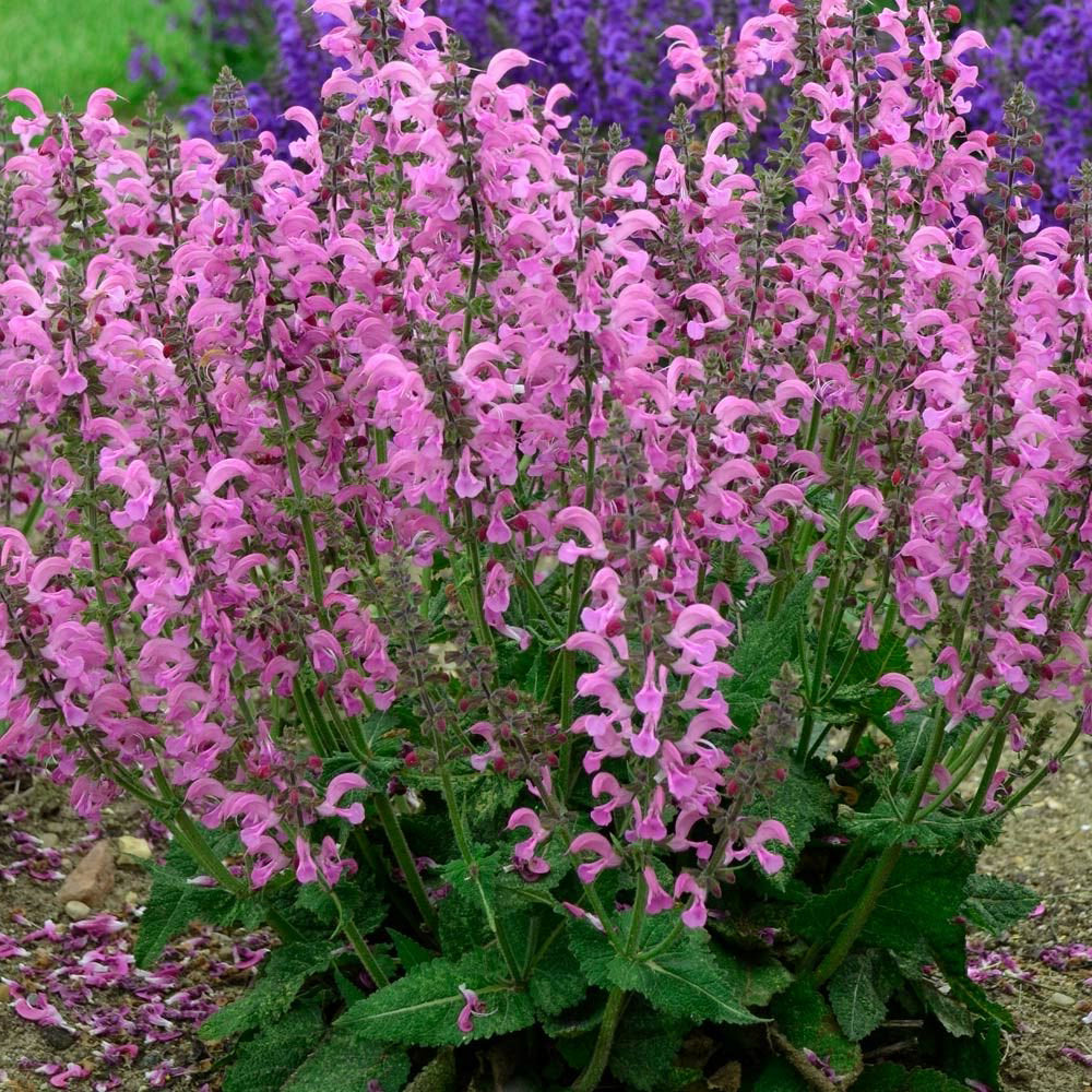 Salvia pratensis 'Moulin Rouge' (Fashionista)