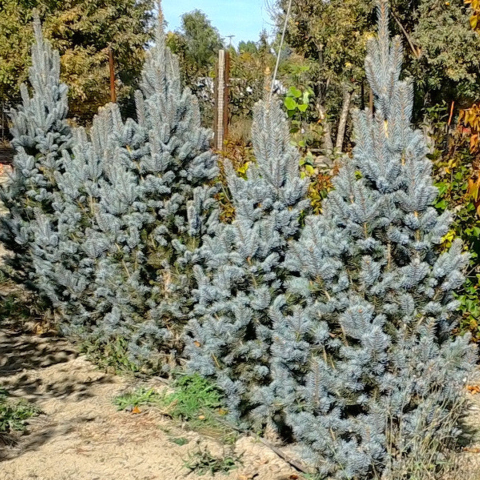 Picea pungens 'Fastigiata'