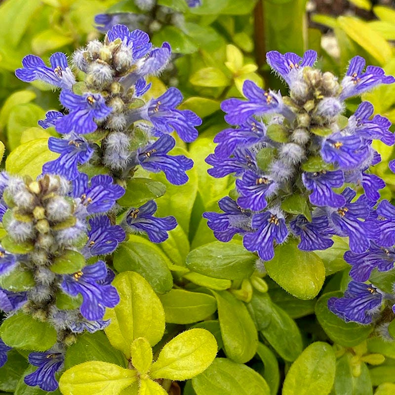 Ajuga 'Feathered Friends Cordial Canary'