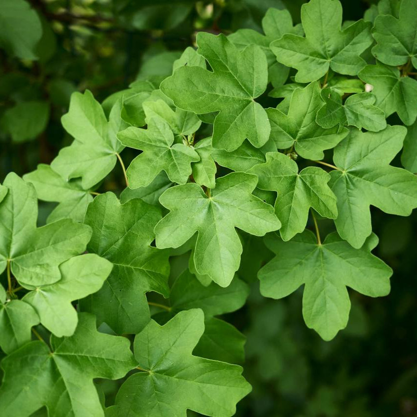Acer campestris