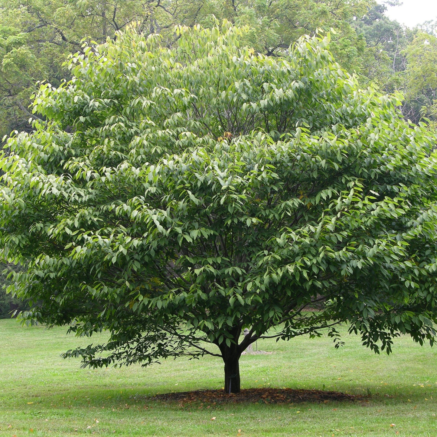Carpinus caroliniana