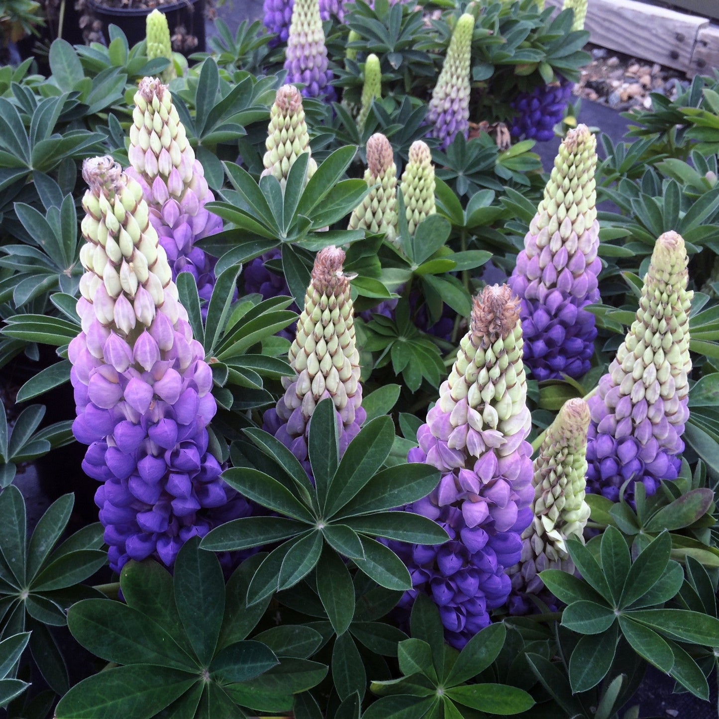 Lupinus 'Persian Slipper' (Westcountry)
