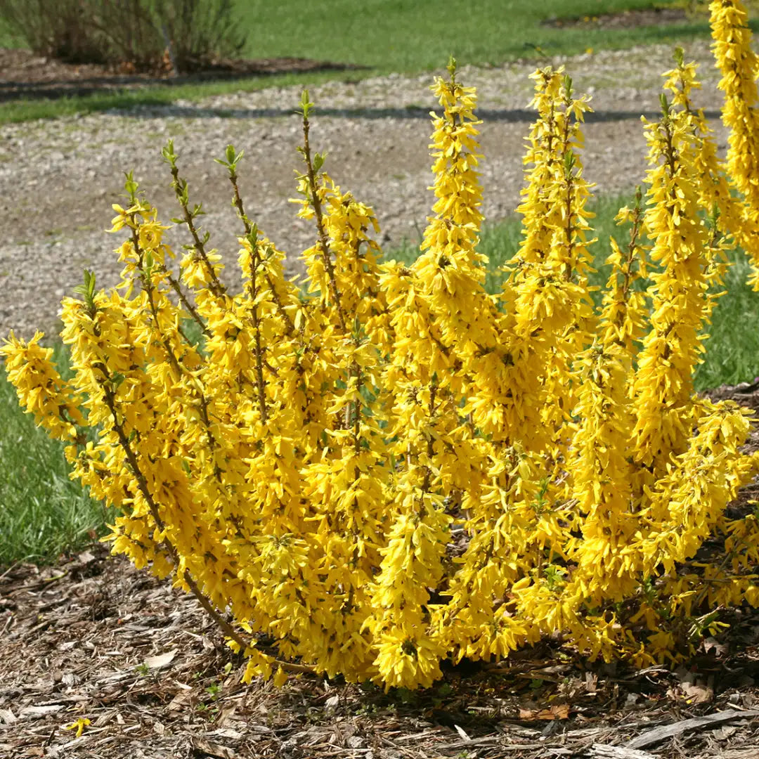Forsythia 'Show Off Sugar Baby'