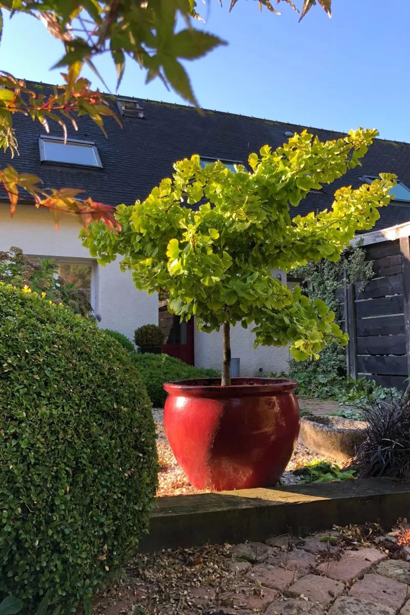 Ginkgo biloba 'Mariken' sur tige