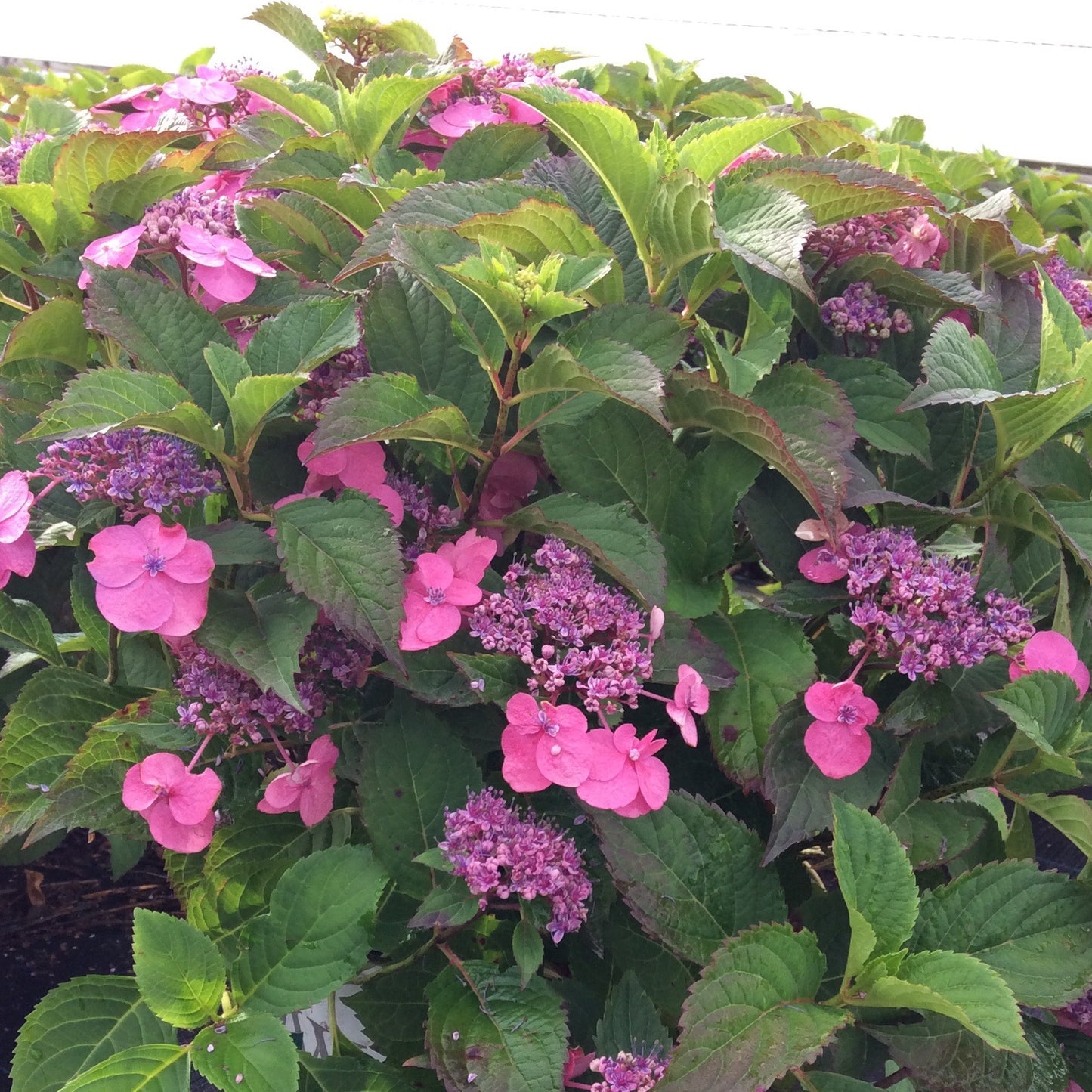 Hydrangea serrata 'Tuff Stuff'