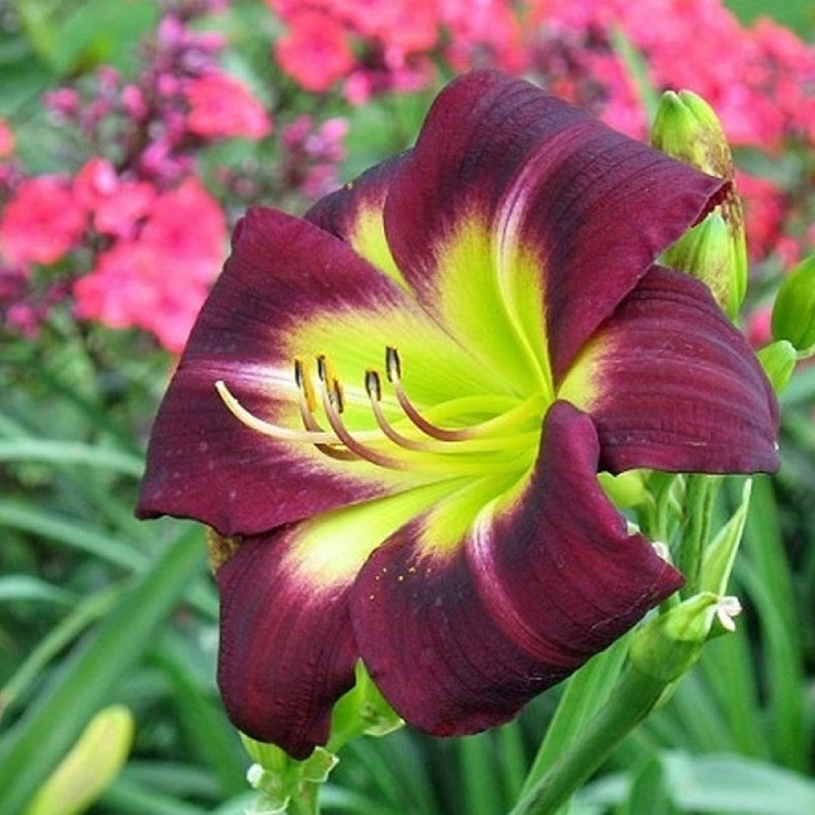 Hemerocallis 'Night Beacon'