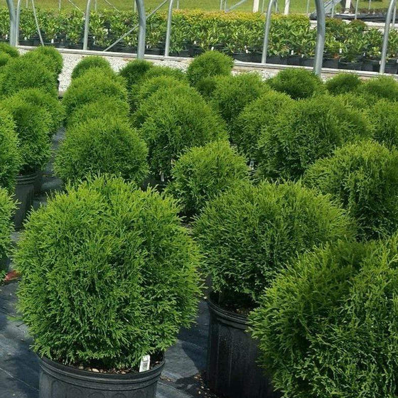 Thuya occidentalis 'Hetz Midget'