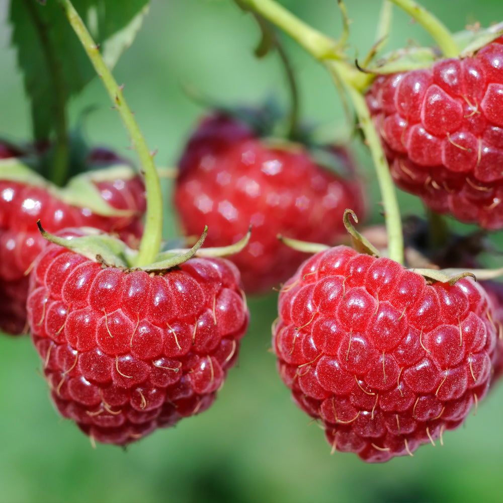 Rubus idaeus 'Kilarney' (biologique)