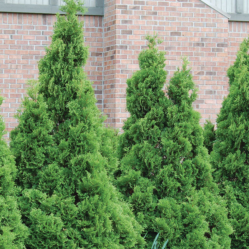 Thuya occidentalis 'Holmstrup'