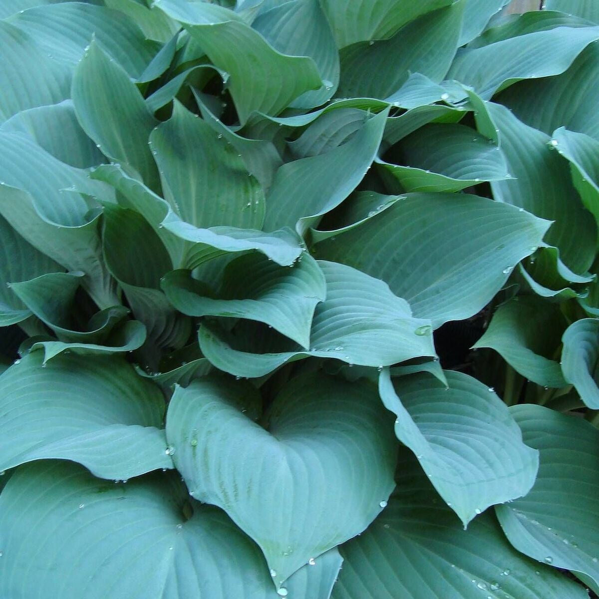 Hosta 'Big Mama'