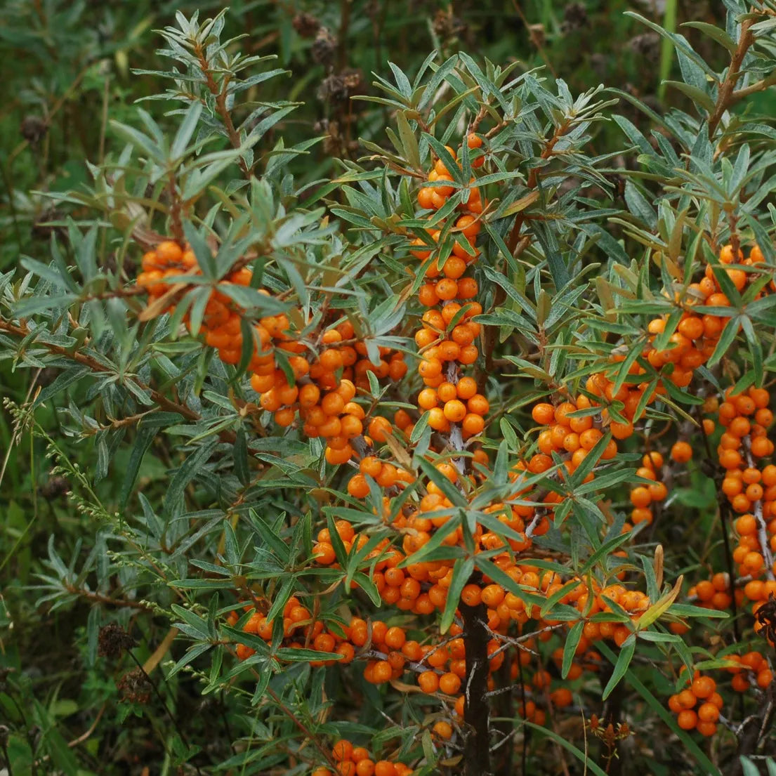 Hippophae rhamnoides 'Orange Russian'