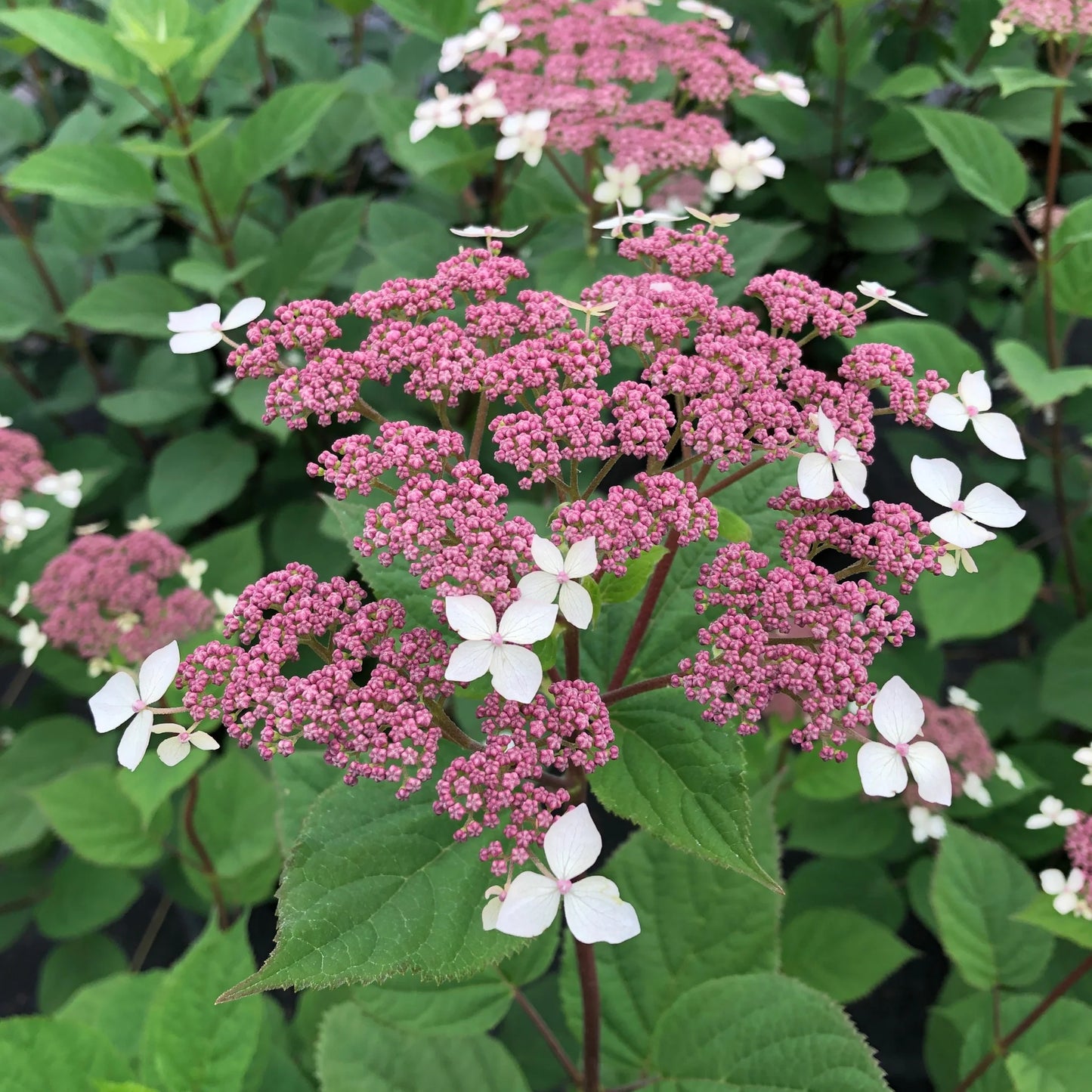 Hydrangea arborescens 'Invicibelle Lace'