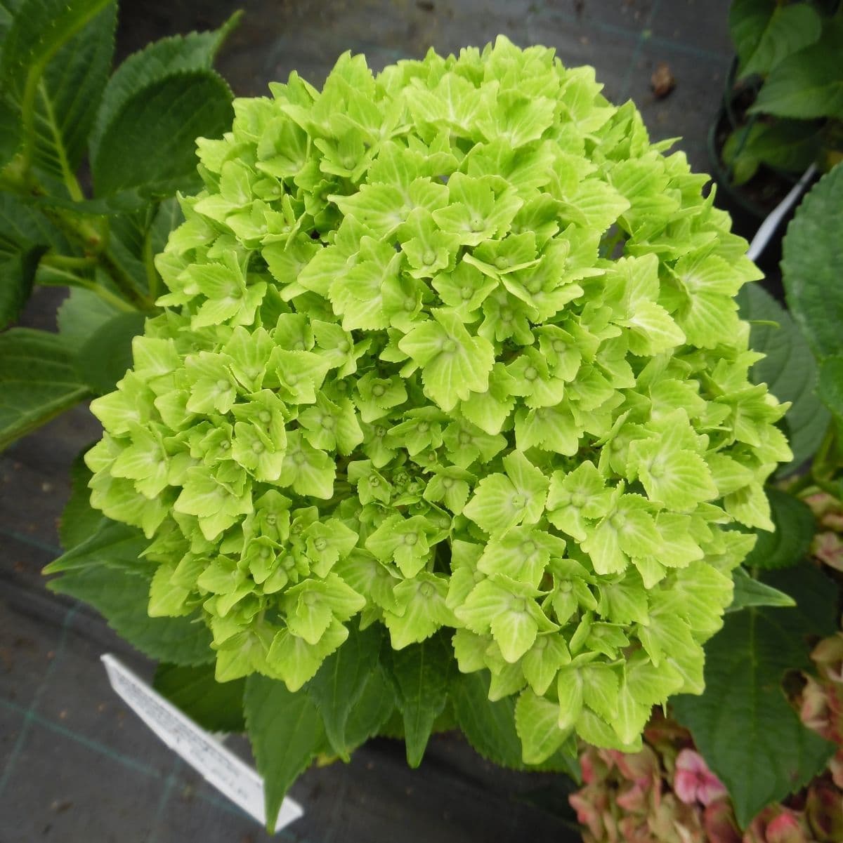 Hydrangea macrophylla 'Magical Green Cloud'
