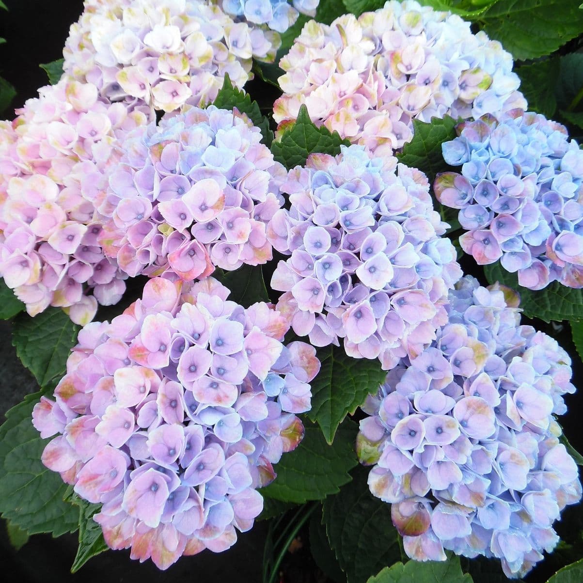 Hydrangea macrophylla 'Magical Revolution'