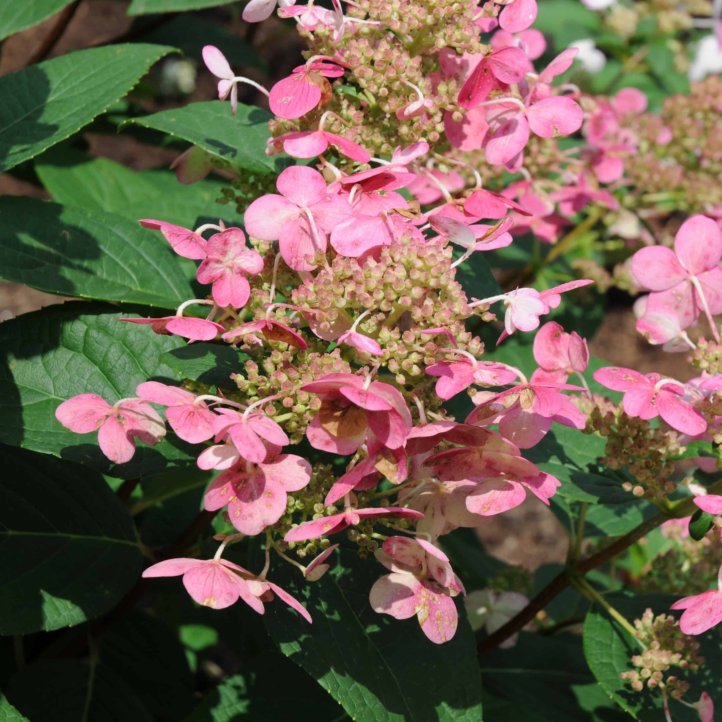 Hydrangea paniculata 'Quickfire' (sur tige)
