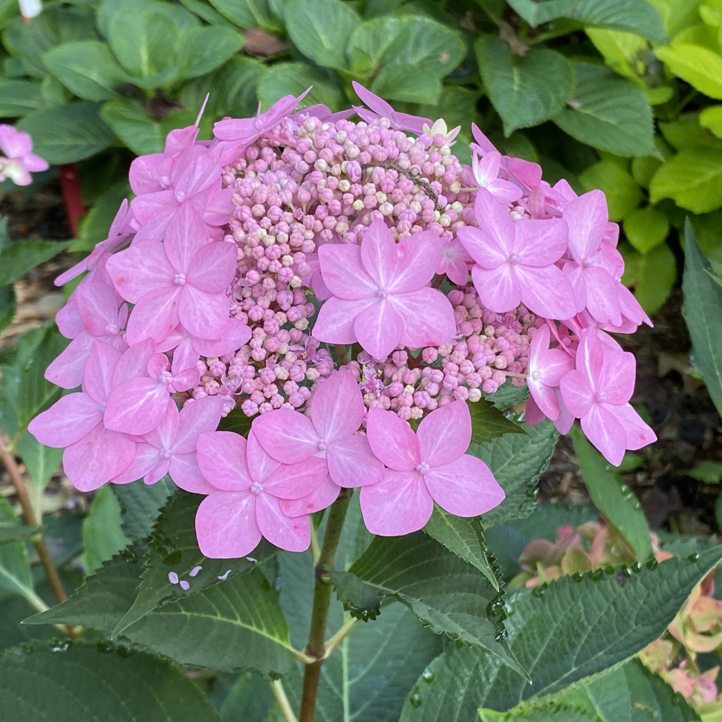 Hydrangea serrata 'Let's Dance Can Do'