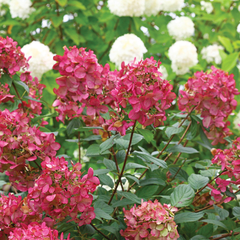 Hydrangea paniculata 'Fire Light' (sur tige)