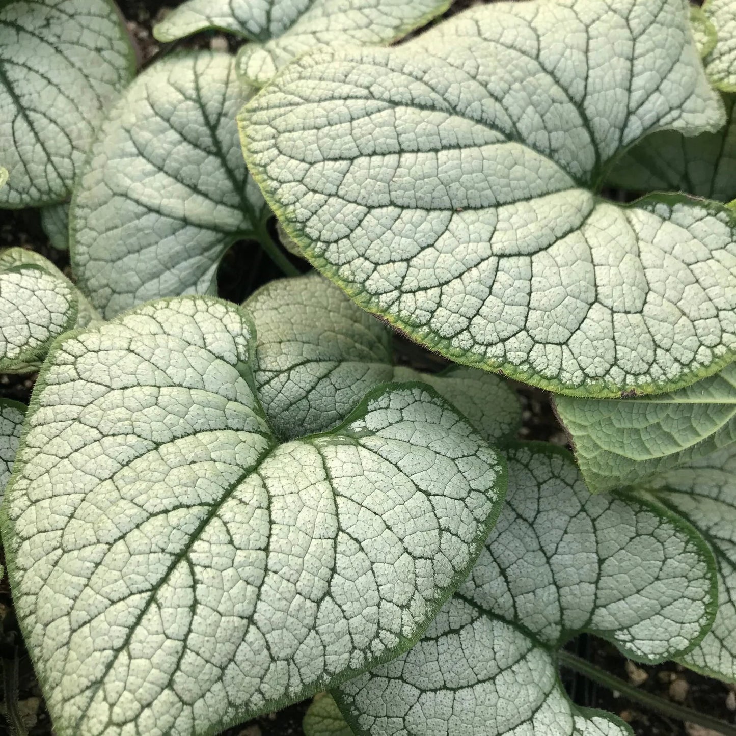 Brunnera macrophylla 'Alexandria'
