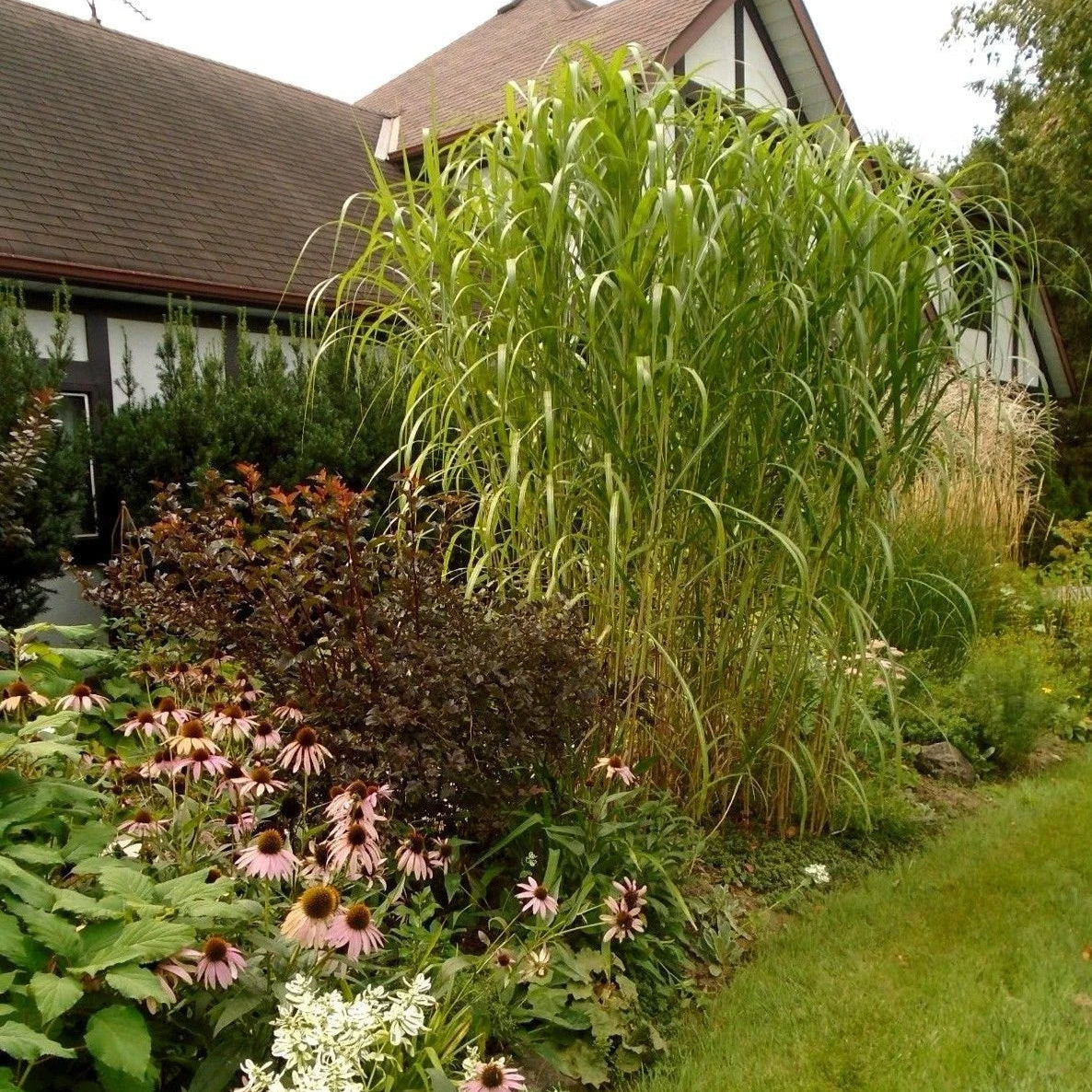 Miscanthus 'Giganteus'