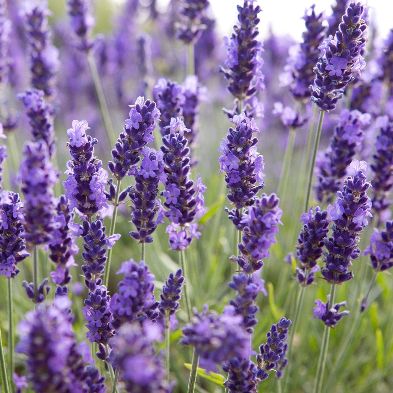 Lavandula angustifolia 'Ellagance Purple'