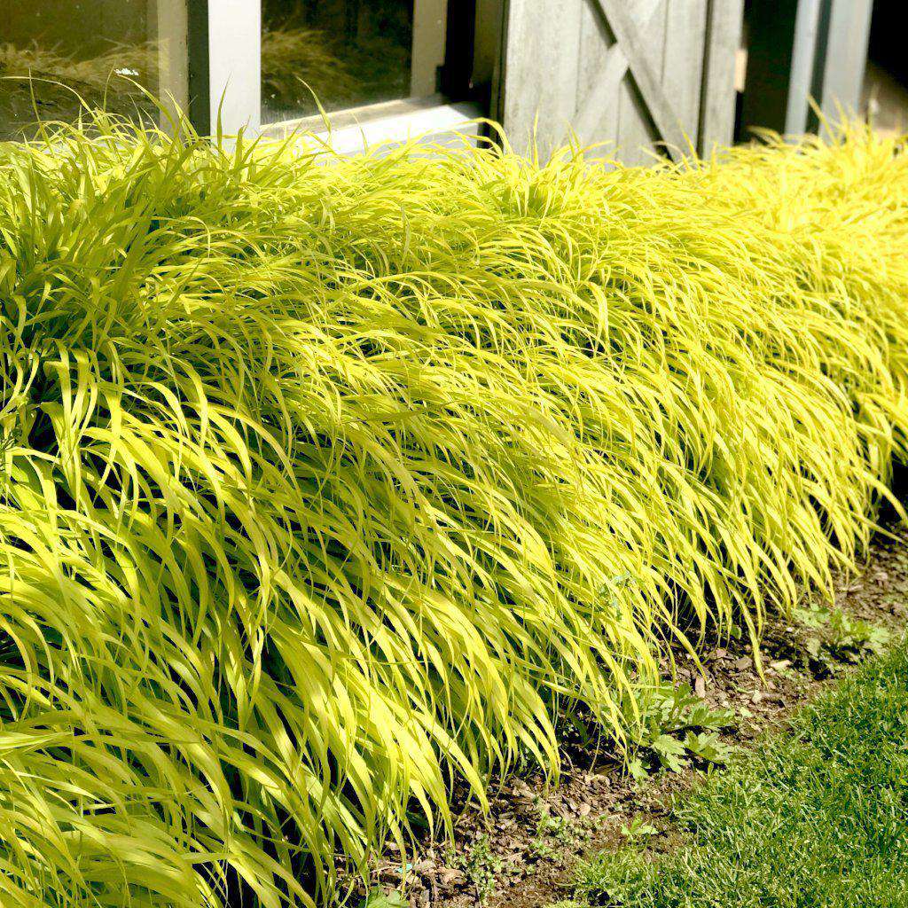 Hakonechloa macra 'All Gold'