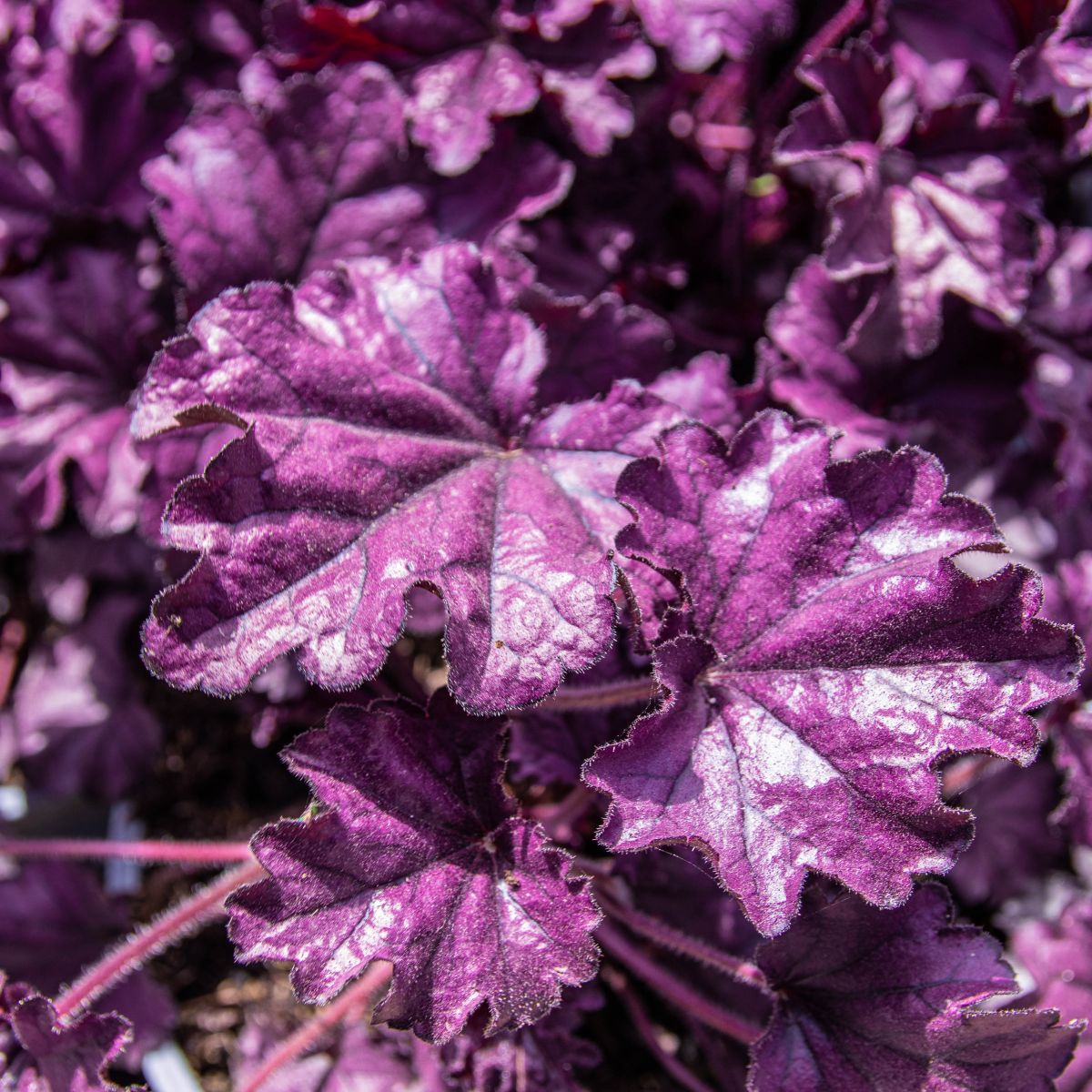 Heuchera 'Forever Purple'