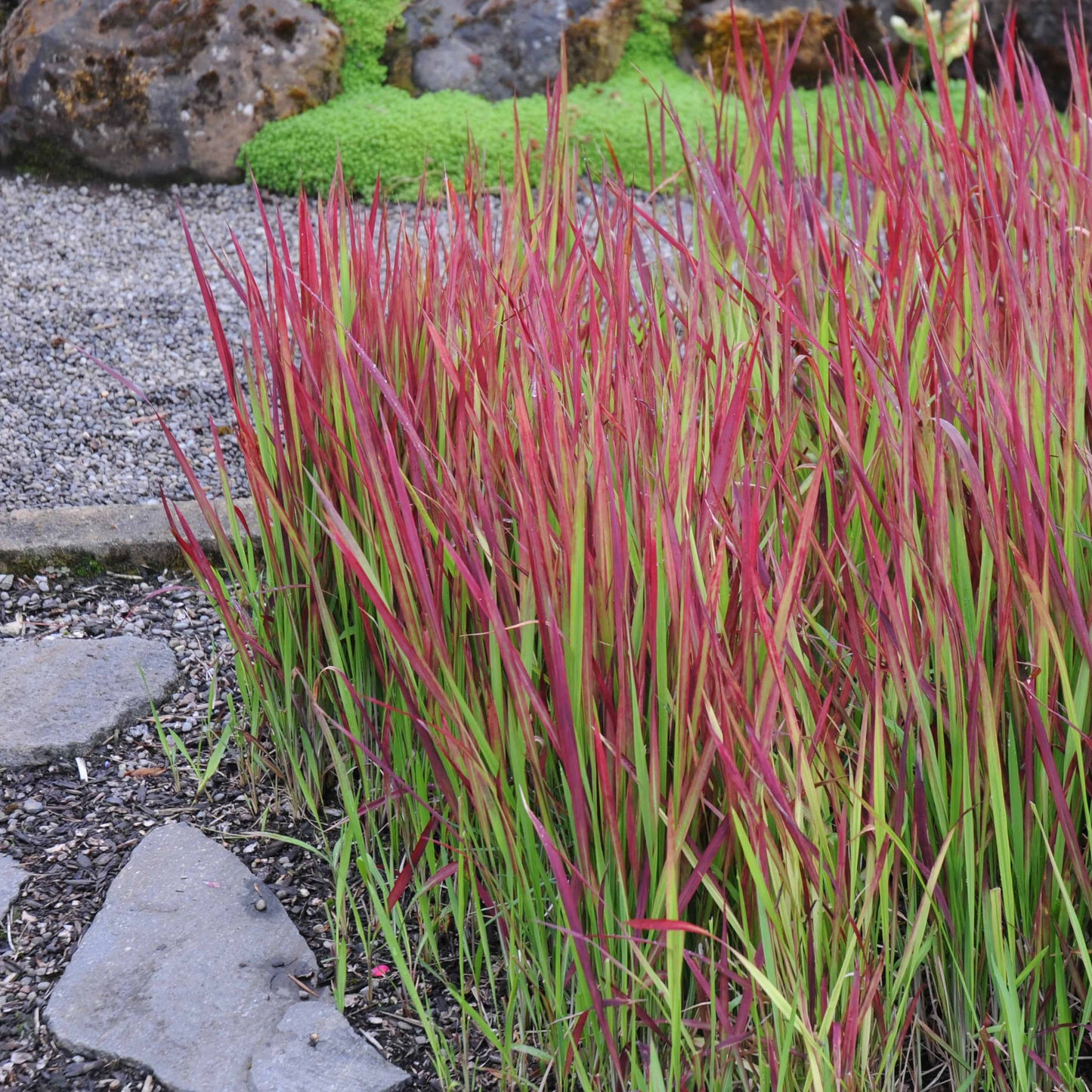Imperata cylindrica 'Red Baron'