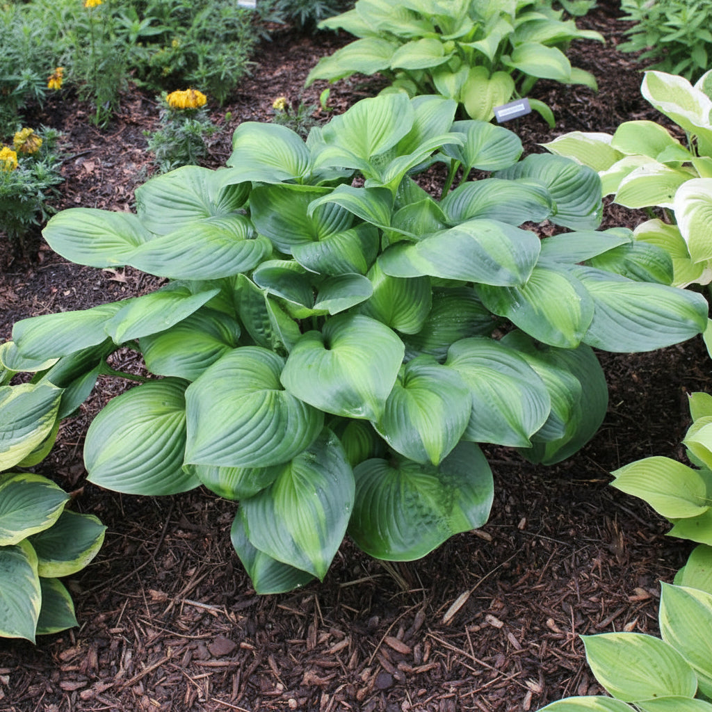 Hosta 'Avocado'