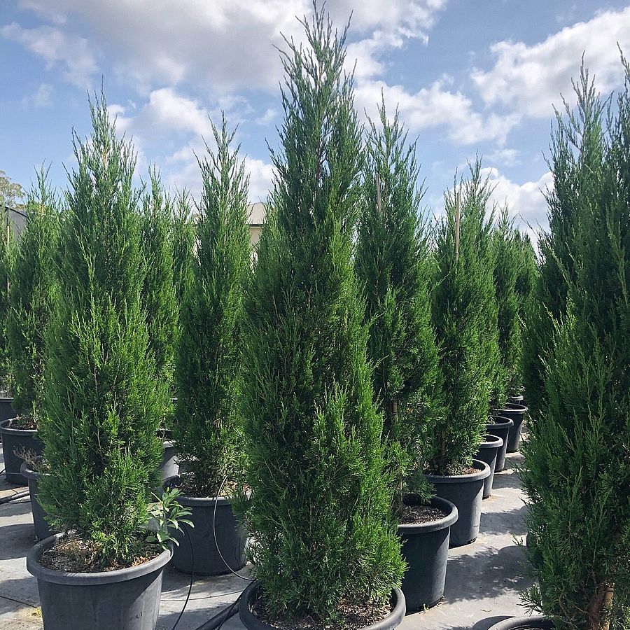 Juniperus chinensis 'Spartan'