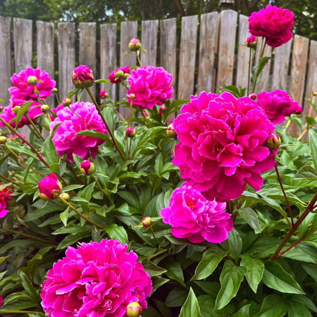 Paeonia 'Karl Rosenfield'