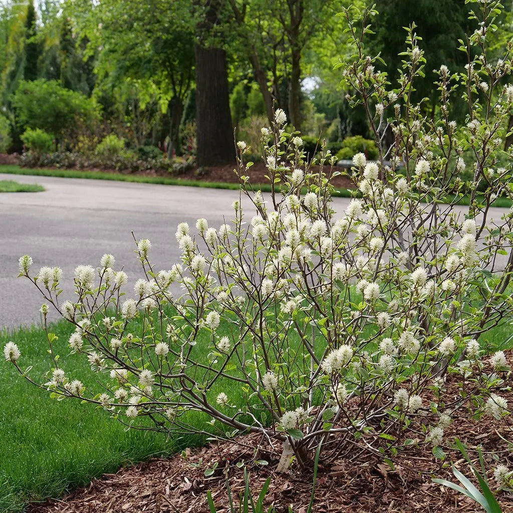Fothergilla intermedia 'Legend of the Small'