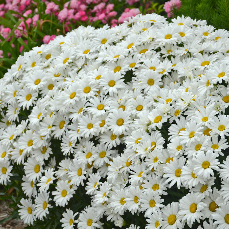 Leucanthemum 'Amazing Daisies Daisy May'