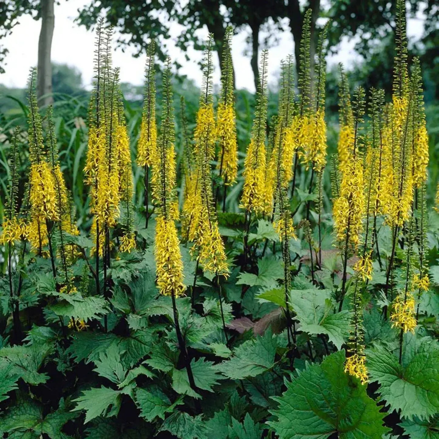 Ligularia stenocephala 'The Rocket'