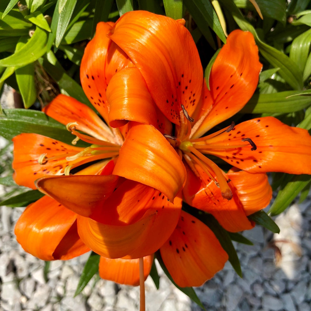 Lilium 'Tiny Invader'