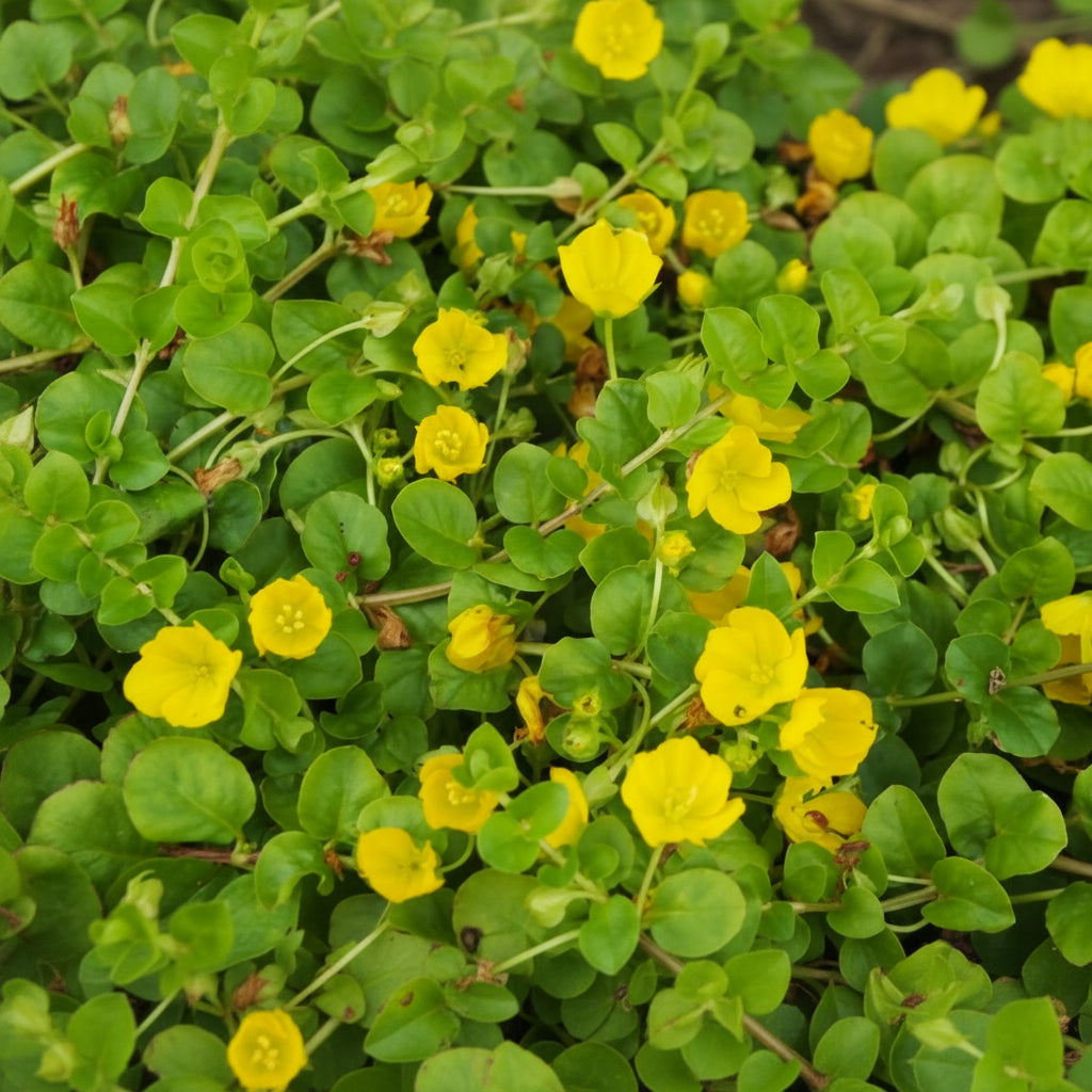 Lysimachia nummularia