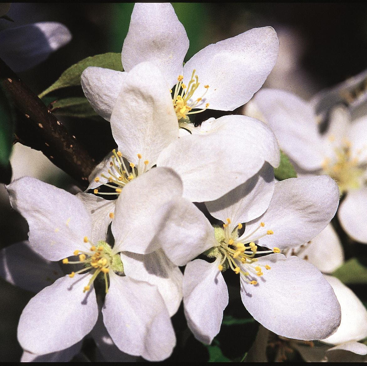 Malus 'Dolgo'