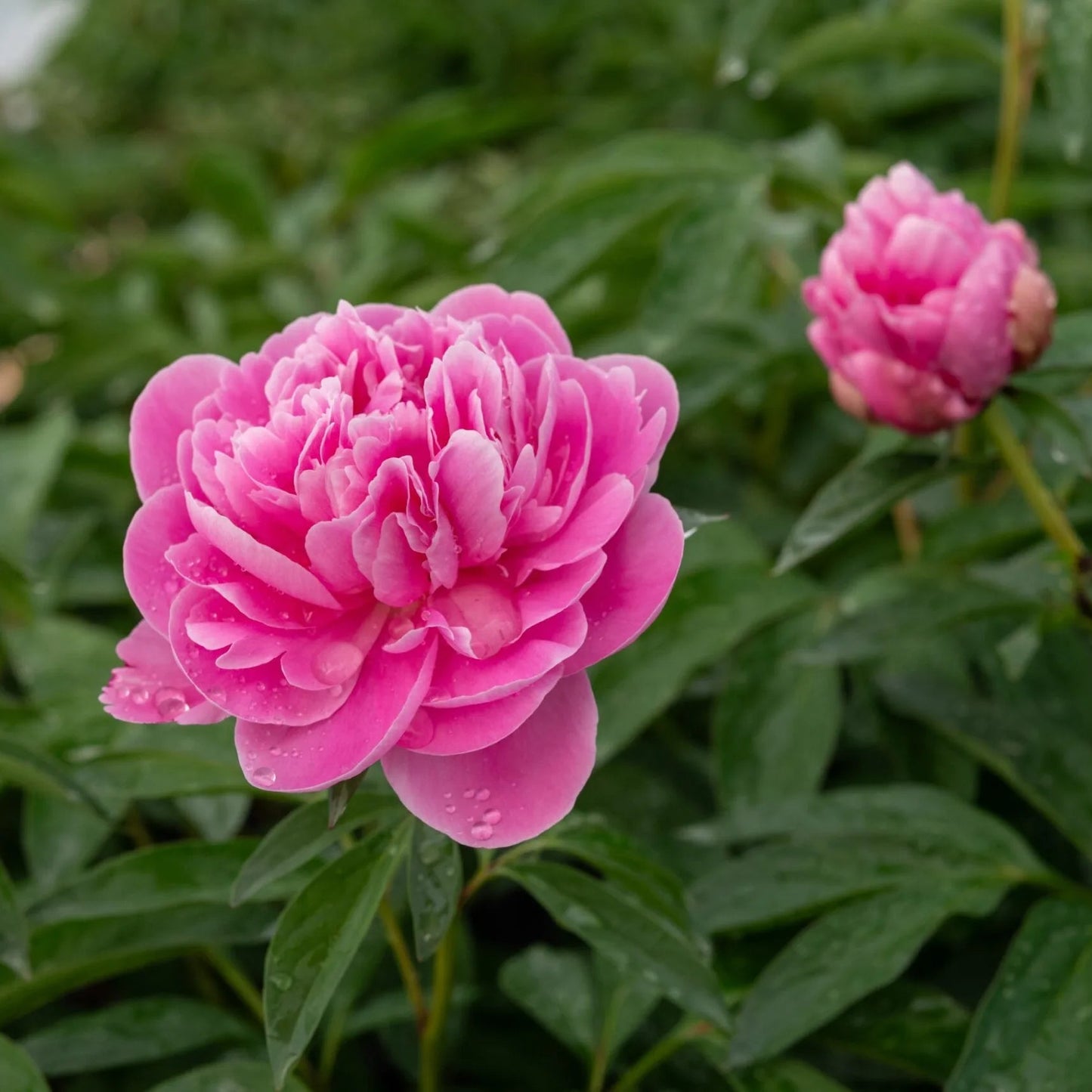 Paeonia 'Margaret Truman'