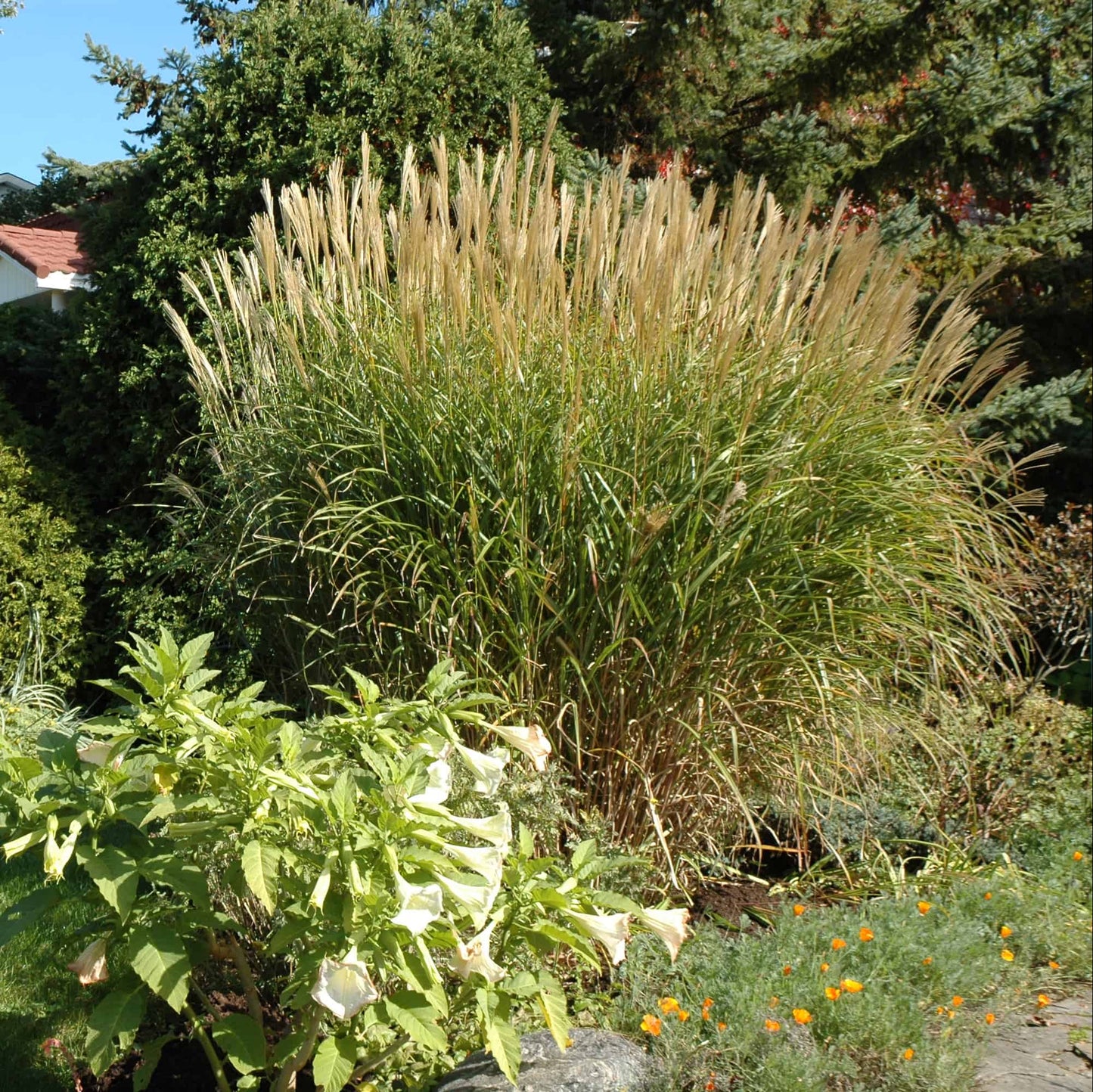 Miscanthus sinensis 'Berlin'