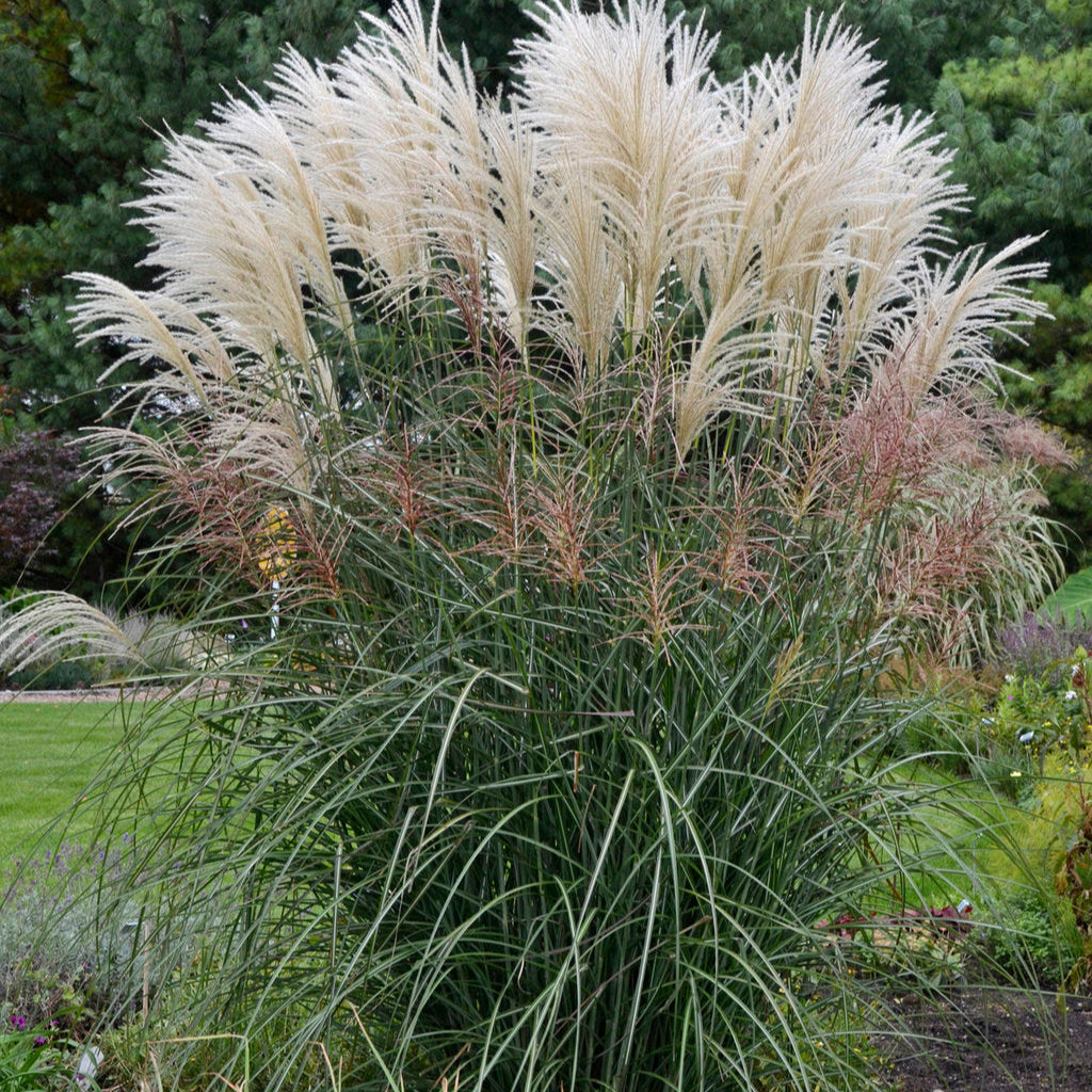 Miscanthus sinesis 'Encore'