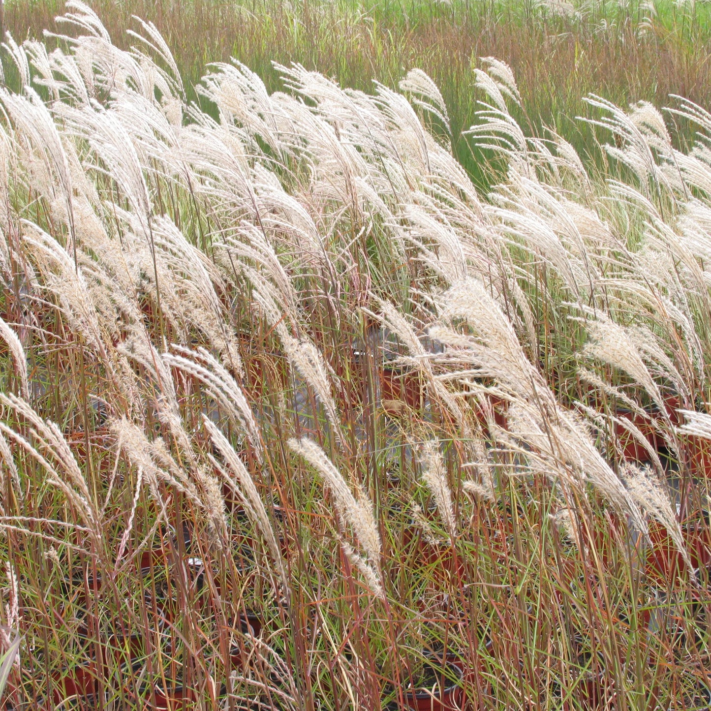 Miscanthus sinensis 'Kleine Fontaine'