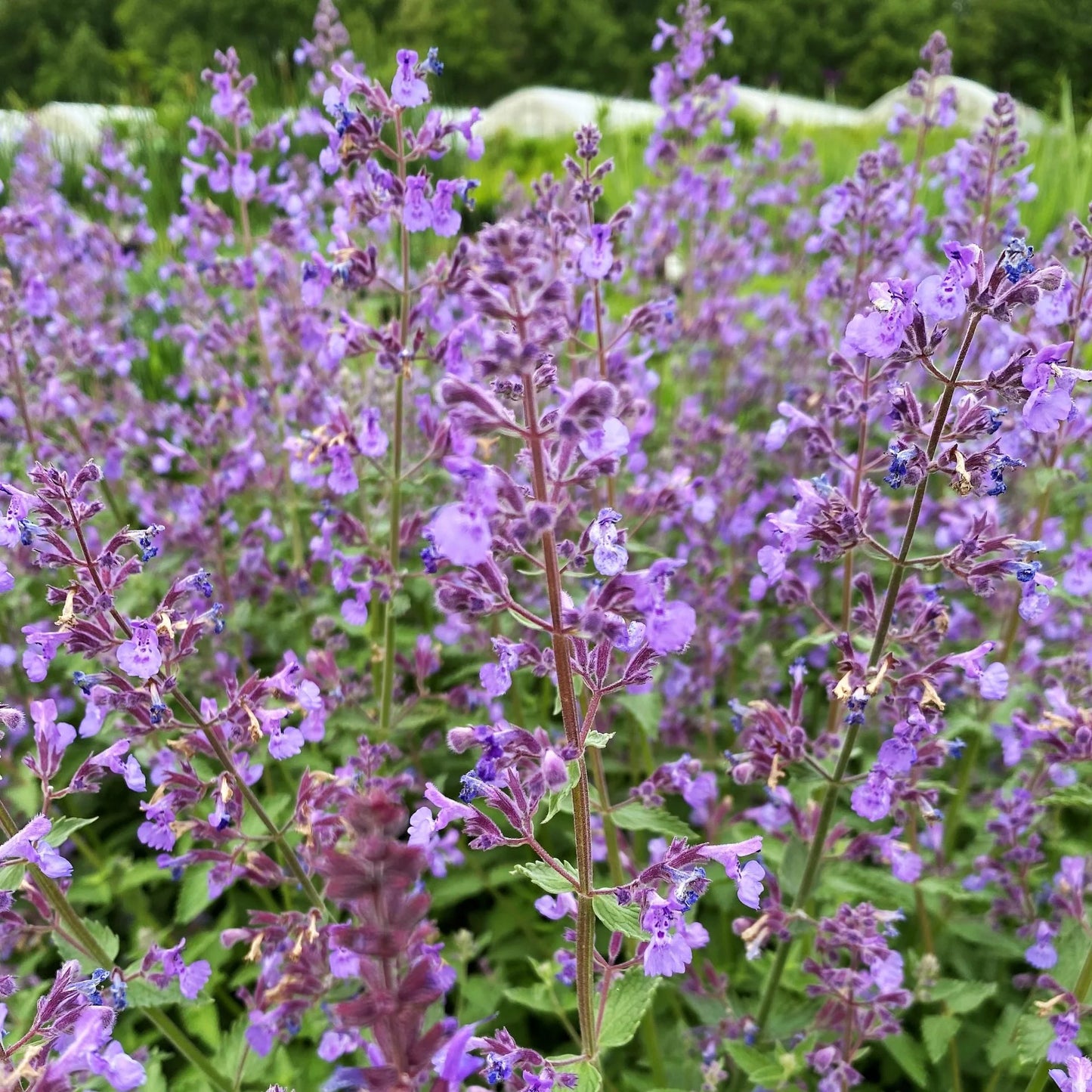 Nepeta faassenii 'Junior Walker'
