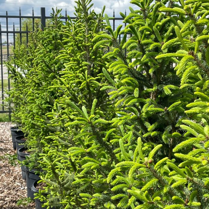 Picea glauca 'North Pole'
