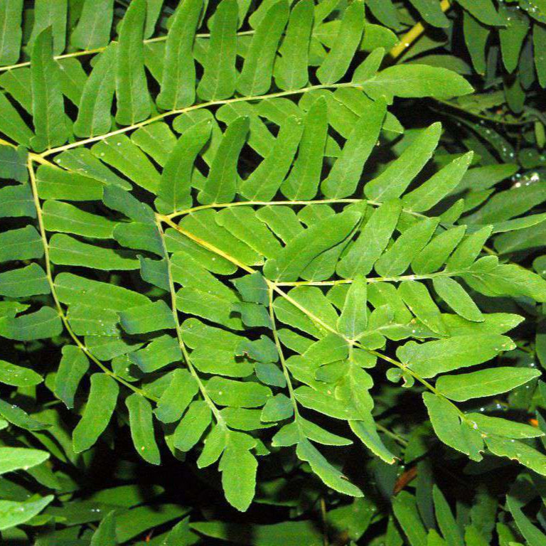 Osmunda regalis