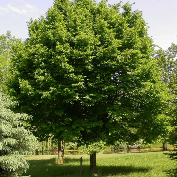 Ostrya virginiana